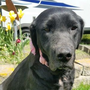 Meet your Posher, Satanya